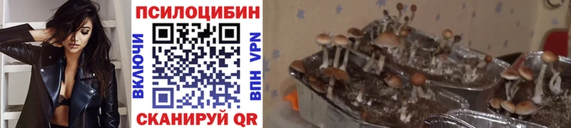 где продают наркотики  Кемь  omg как войти  Галлюциногенные грибы MAGIC MUSHROOMS 